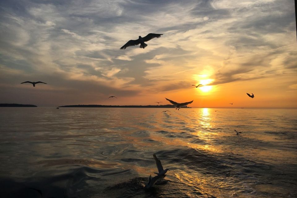 Pula: Dolphin Watching Sunset Cruise With Dinner - Common questions