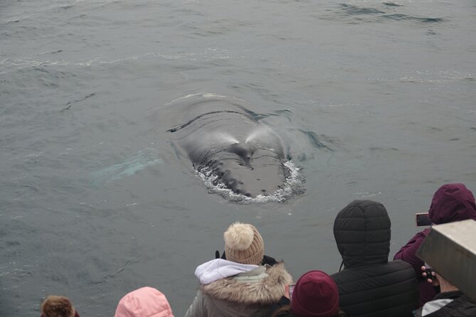Reykjavík Bay Arctic Rose Whale Watching Excursion - Refund and Rescheduling Options