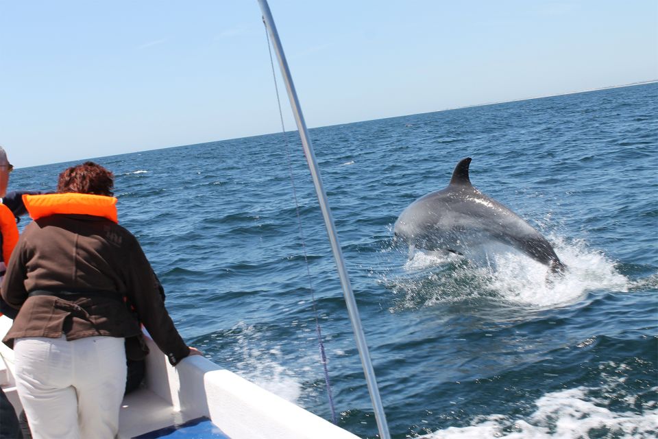 Ria Formosa: Dolphin-Watching Boat Tour - Common questions