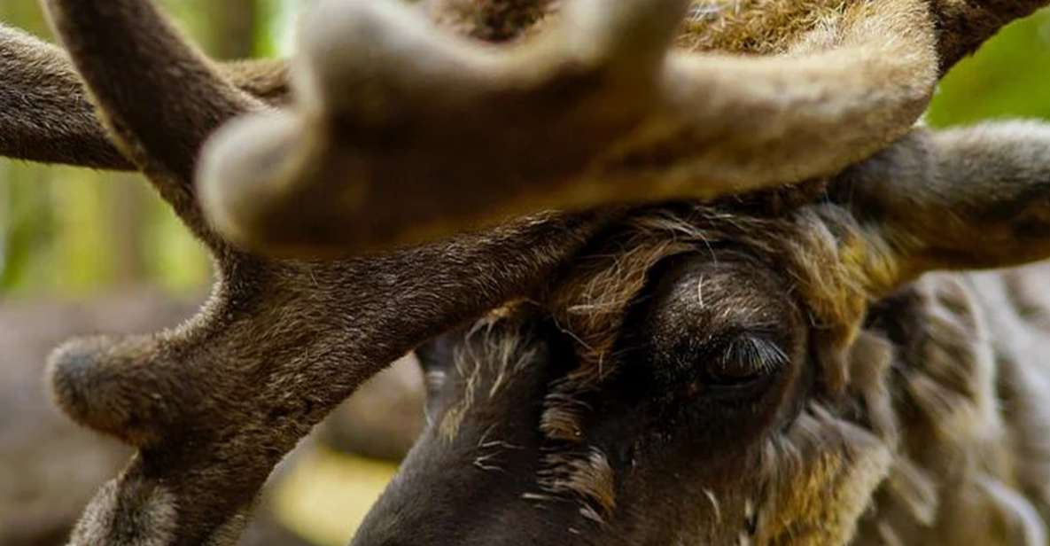 Rovaniemi: Reindeer Farm Visit in the Summer - Last Words