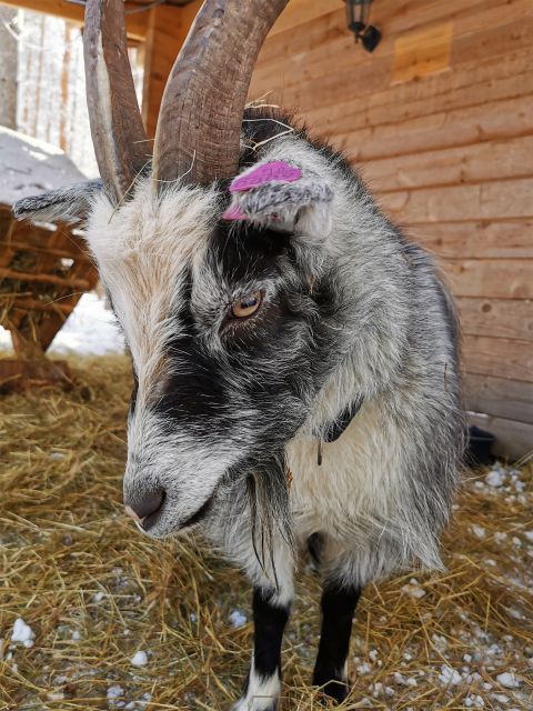Rovaniemi: Santa's Reindeer, Huskies, Elf Farm & Aurora BBQ - Activity Highlights