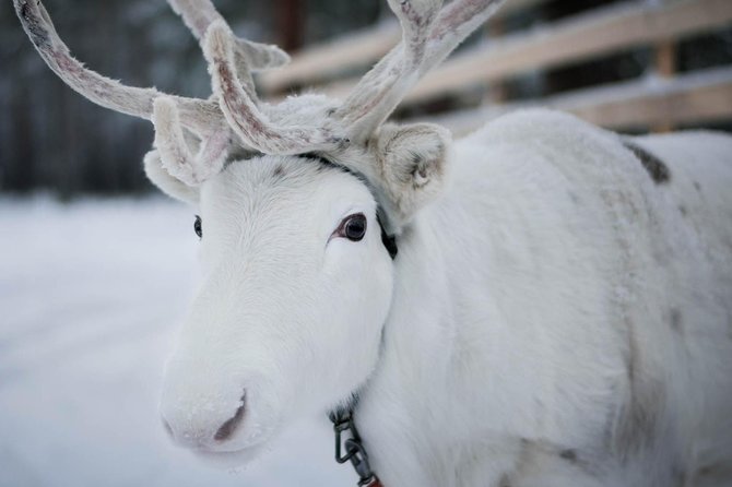 Rovaniemi Snowmobile Safari to Reindeer Farm and Santa Claus Village - Last Words