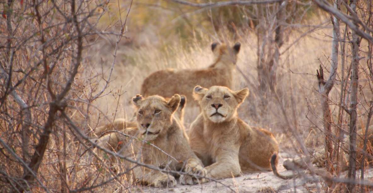 Sasan Gir: Devalia Park Safari With Skip-The-Line Access - Last Words