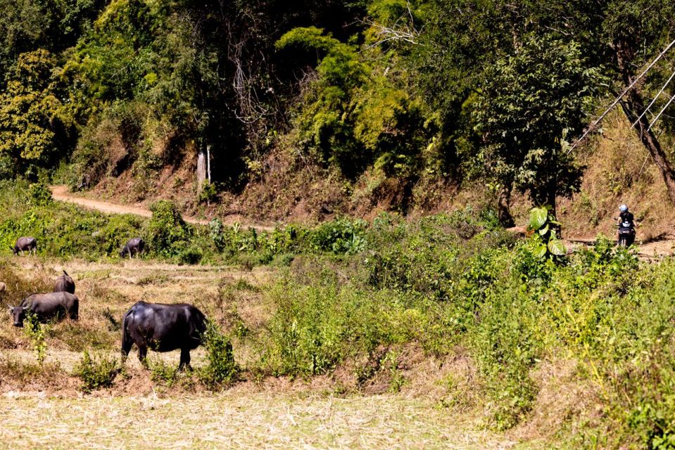 Scooter Adventure Incl Elephants, Cave - Logistics and Details