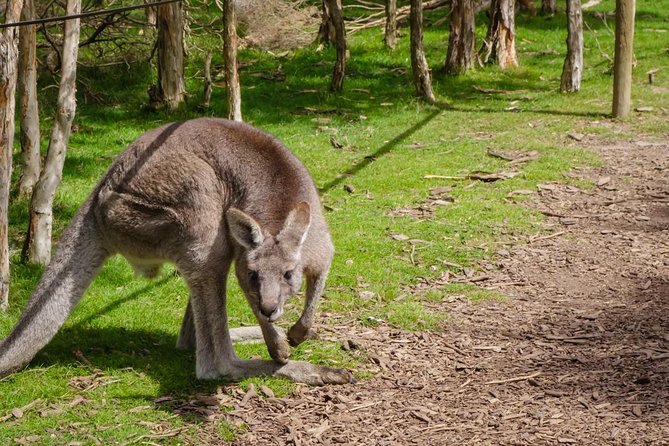 Shore Excursion Mornington Peninsula, Kangaroos, Lunch & Wine - Common questions