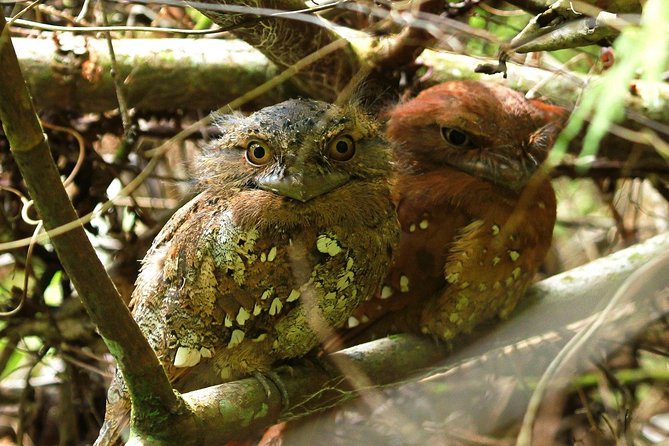 Sinharaja Forest Reserve Private Day Trip With Ranger Guide  - Bentota - Common questions