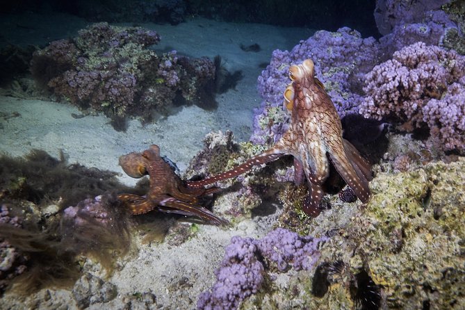 Small-Group 90-Minute Night Snorkeling Safari, Moorea - Weather-Dependent Experience