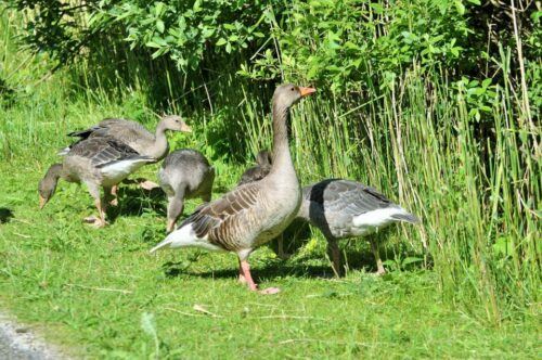 Small Group Full Day Island Tour to Texel From Amsterdam - Last Words