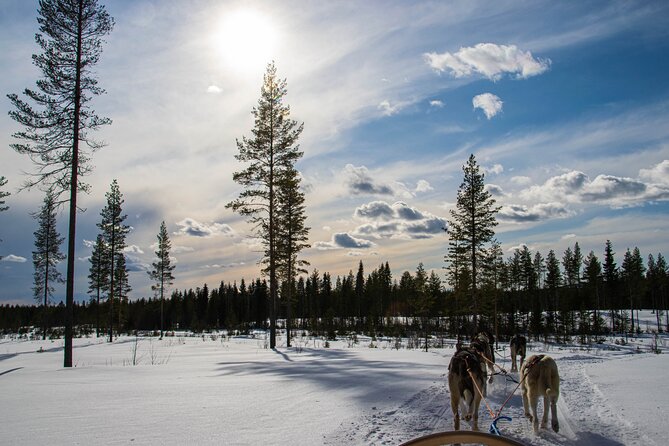 Small-Group Husky Mushing Experience in Rovaniemi - Last Words