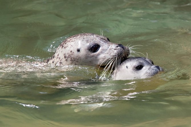 Snorkel, Kayak, and Seal Adventure: Vancouver Boat Tour - Last Words