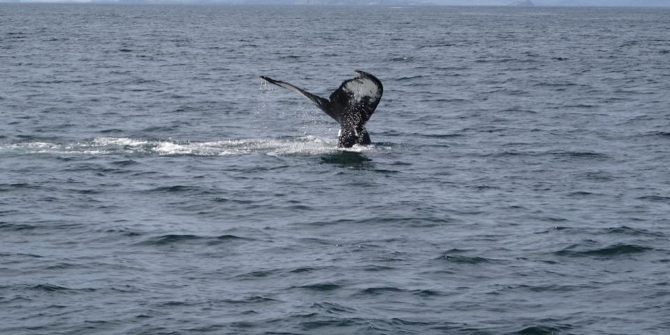 St. John'S: Small Group Tour With Iceberg Quest Boat Cruise - Common questions