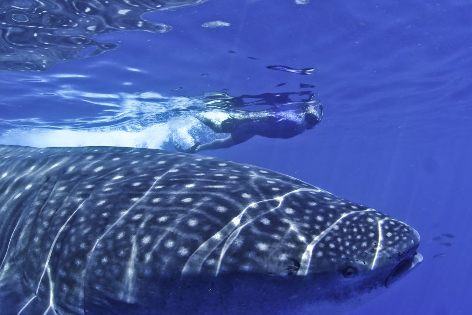 Swimming With Whale Sharks in Cancun - Common questions
