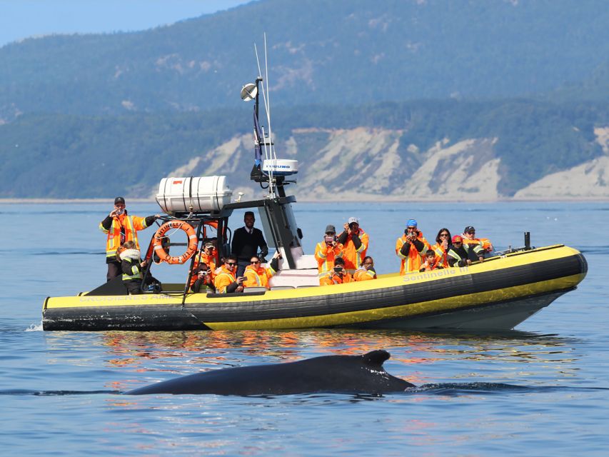 Tadoussac/Baie-Ste-Catherine: Whale Watch Zodiac Boat Tour - Practical Information