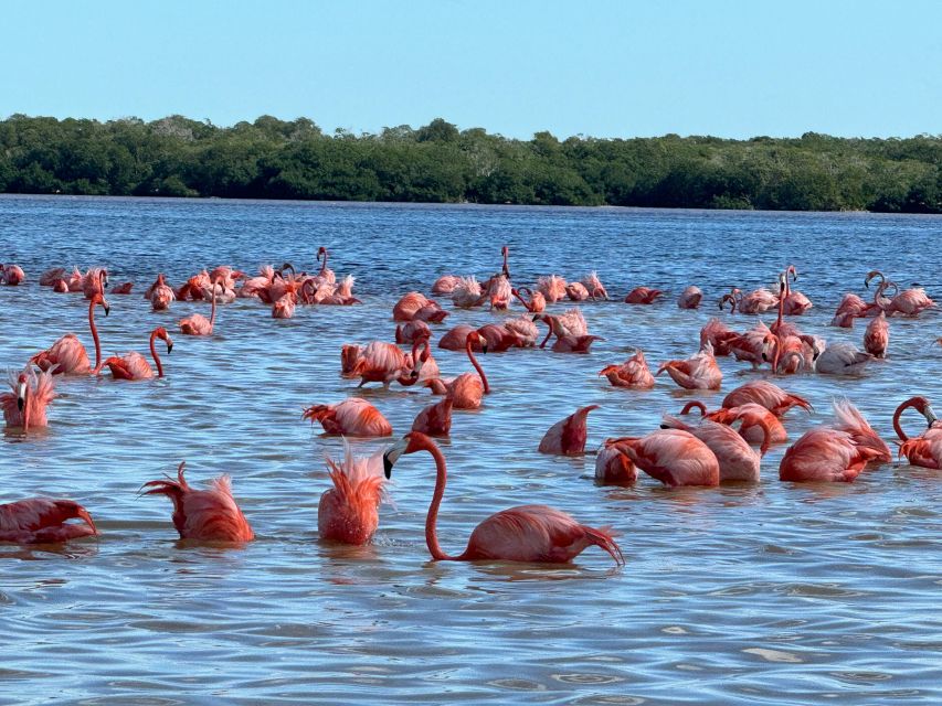 Tour Celestún Mangroves, Pink Flamingos and Beach - Common questions