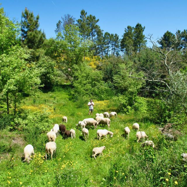 Traditional Cooking Class and Farm Tour in the Douro Valley - Last Words