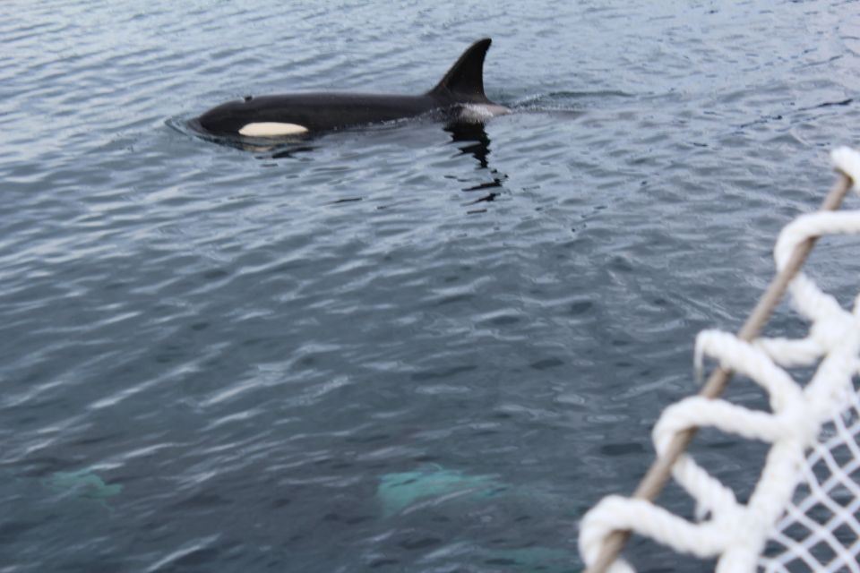 Tromsø 3-Days Whale Watching, Northern Lights & Dog Sledding - Last Words