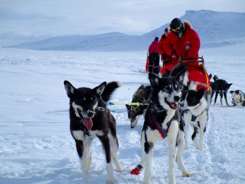 Tromso: 8-Day Dog Sledding Expedition With Alaskan Huskies - Common questions