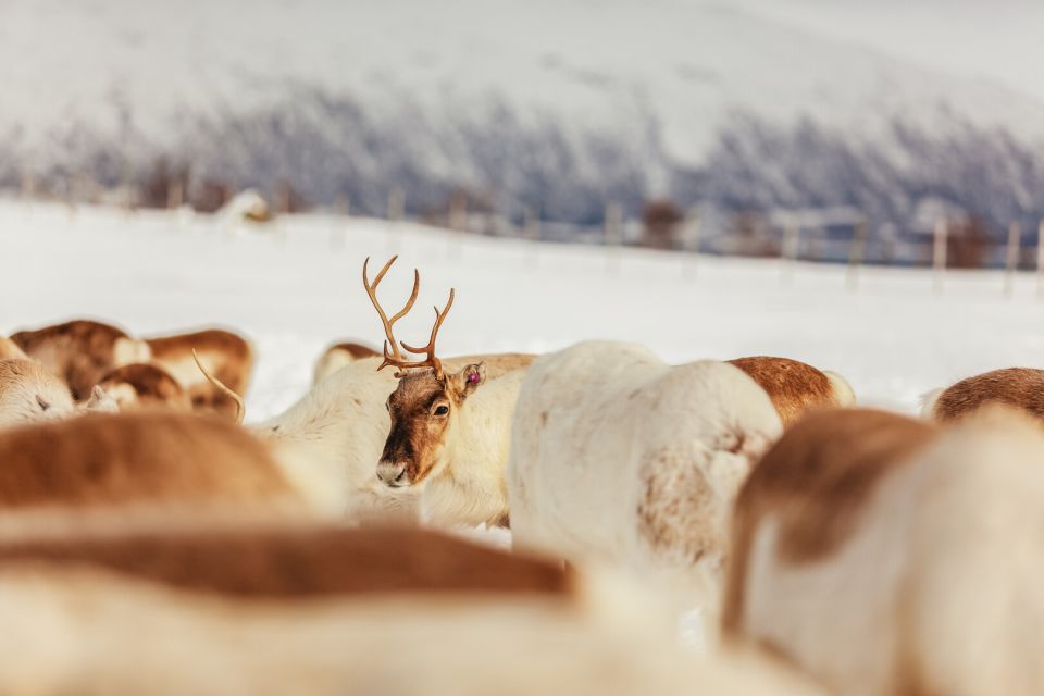 Tromsø: Reindeer Sledding & Feeding With a Sami Guide - Transportation and Guide Arrangements