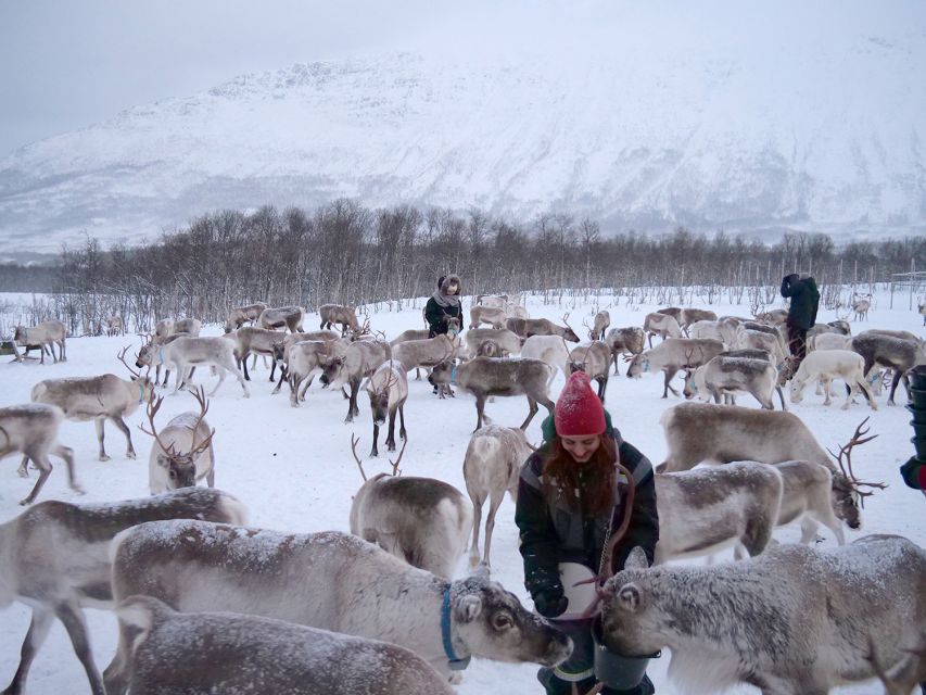 Tromsø: Sámi Reindeer Sledding and Sami Cultural Tour - Common questions