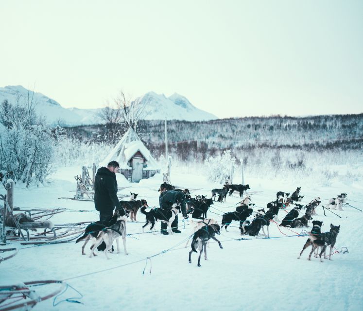 Tromsø: Self-Drive Husky Dog Sledding Adventure - Common questions