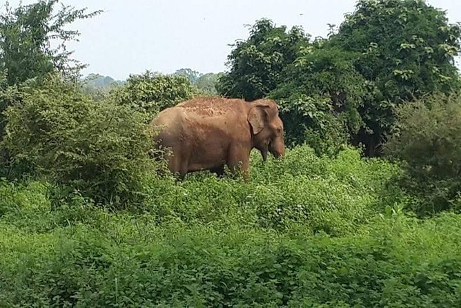 Udawalawe National Park Private 4-Hour Safari - About Viator and How It Works