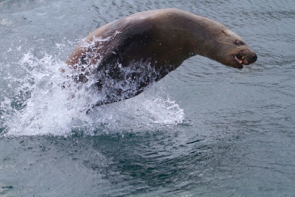 Victoria: Marine Wildlife & Whale Watch Tour - Last Words