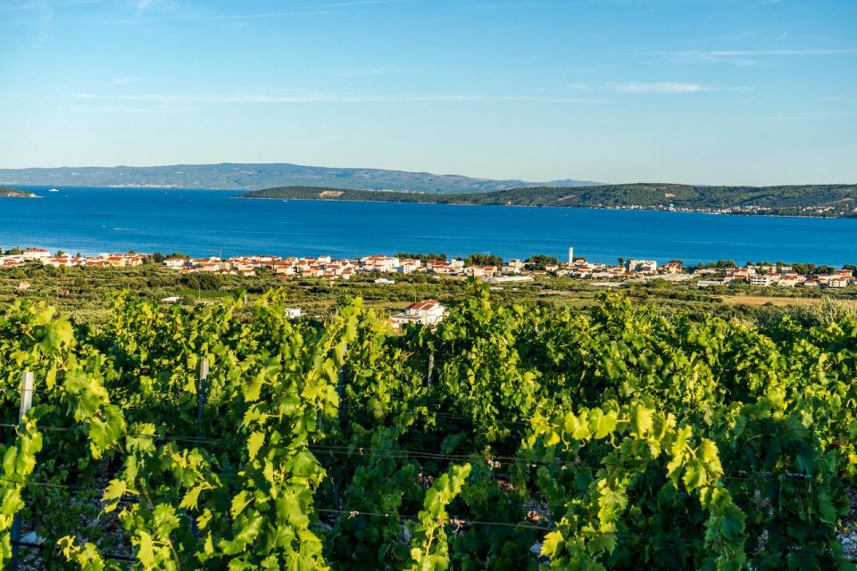Vineyard Experience: Wine Tasting Near Split - Tips for Enjoying the Experience