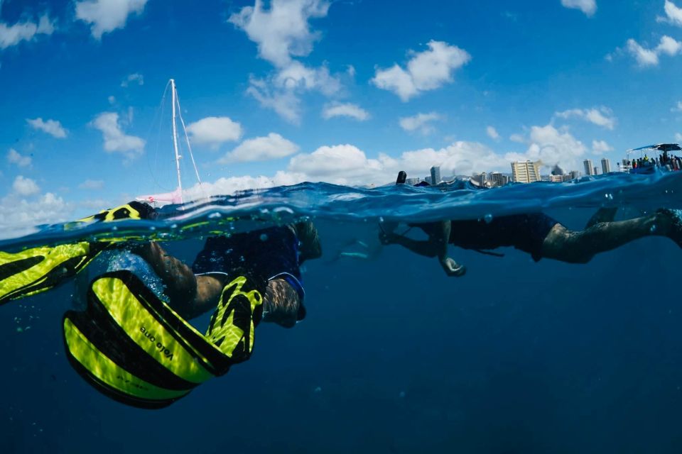 Waikiki: Snorkel Tour With Hawaiian Green Sea Turtles - Common questions