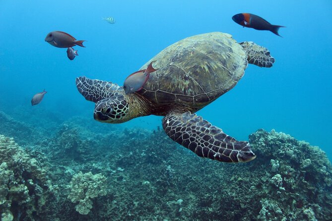 Waikiki Turtle Canyon Snorkel With Lunch and Hula Dancing - Traveler Logistics