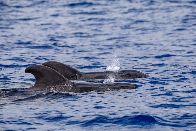 Whale & Dolphin Watching in Madeira - Last Words