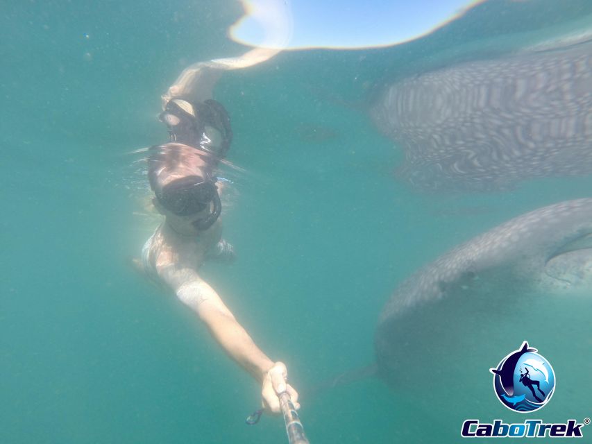 Whale Shark Experience - Common questions