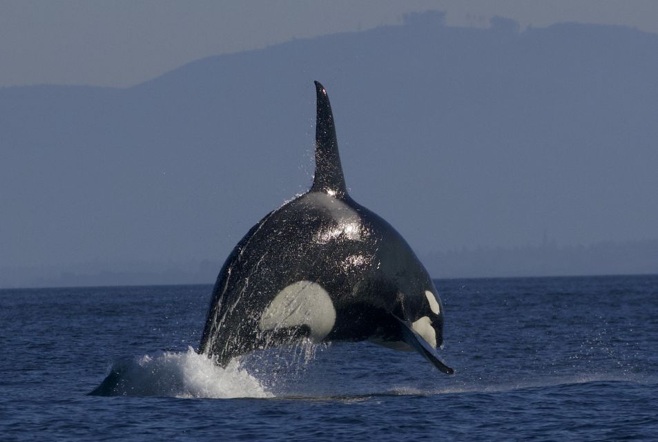 Whale Watching Tour in Victoria, BC - Common questions