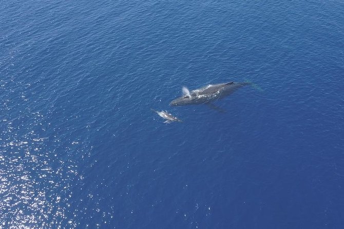 Whale Watching Tours in Bora Bora - Directions