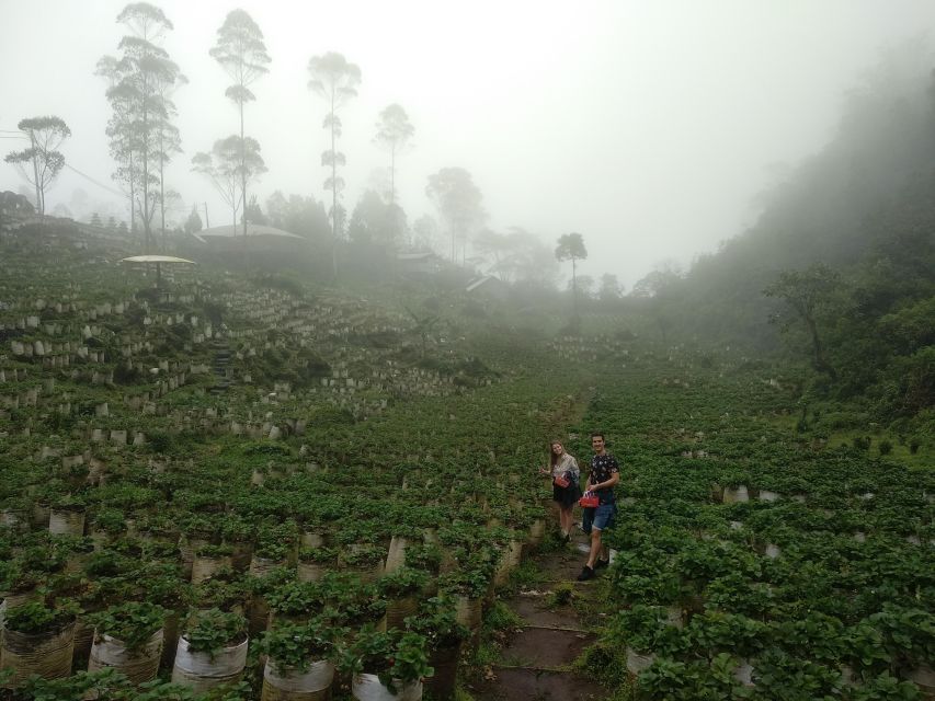 White Crater Tea Plantation Tour Guide Bandung - Common questions