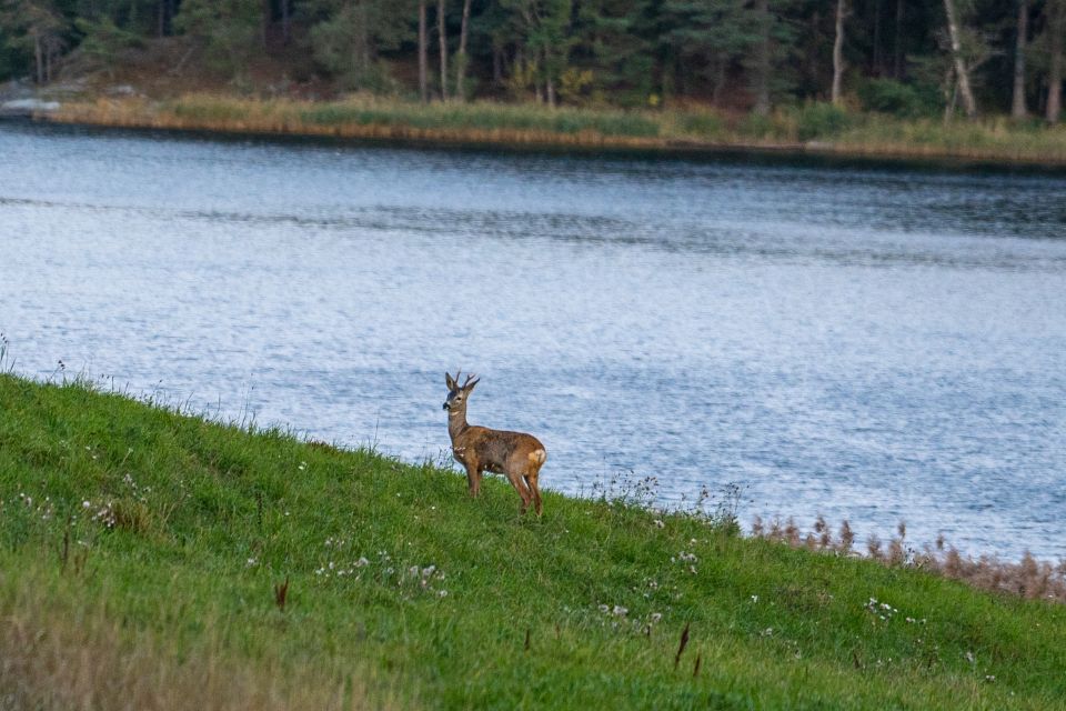 Wolf and Wildlife Tracking in Sweden - Last Words