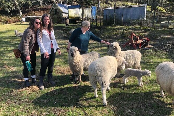 Wool Sheep Farm Experience With Handmade Wool Hat in New Zealand - Recommendations