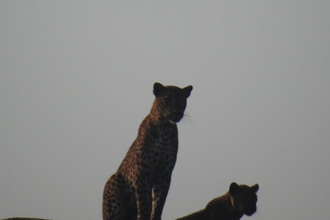 Yala National Park Special Leopard Safari Tour - Additional Details