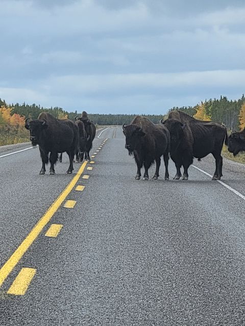 Yellowknife: Bison Highway Road Tour - Last Words