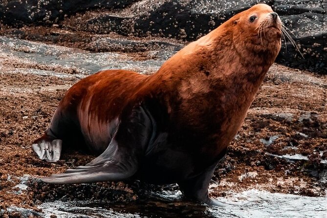 Zodiac Marine Wildlife Excursion From Victoria - Contact and Help Center