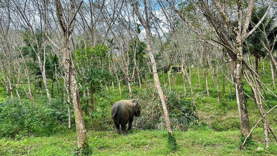 2 Hours-Early Bird Guide Tour in Khao Lak Elephant Sanctuary - Last Words