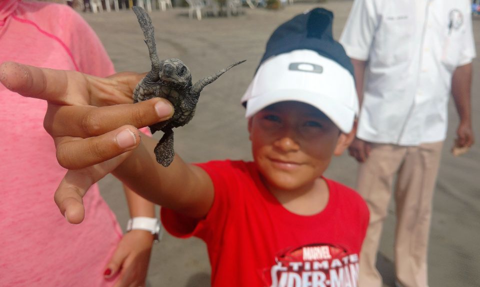 .Acapulco: Baby Turtle Release Tres Palos Lagoon Eco W/Lunch - Last Words