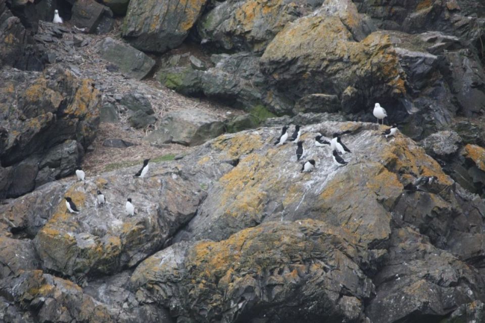 Berthier-sur-Mer: Razorbill Penguin Observation Cruise - Common questions