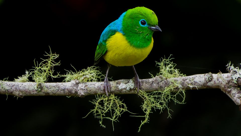 Bird Watching in Cali, Colombia: The San Antonio Fog Forest - Last Words