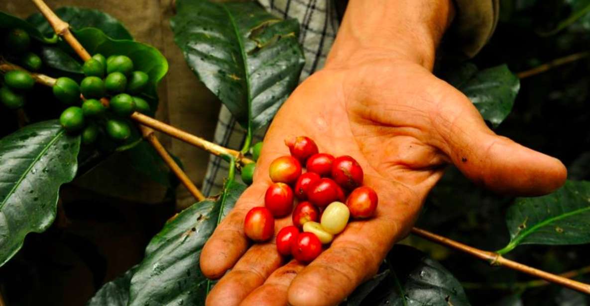 Bogotá: Colombian Coffee Tour With Farm - Common questions