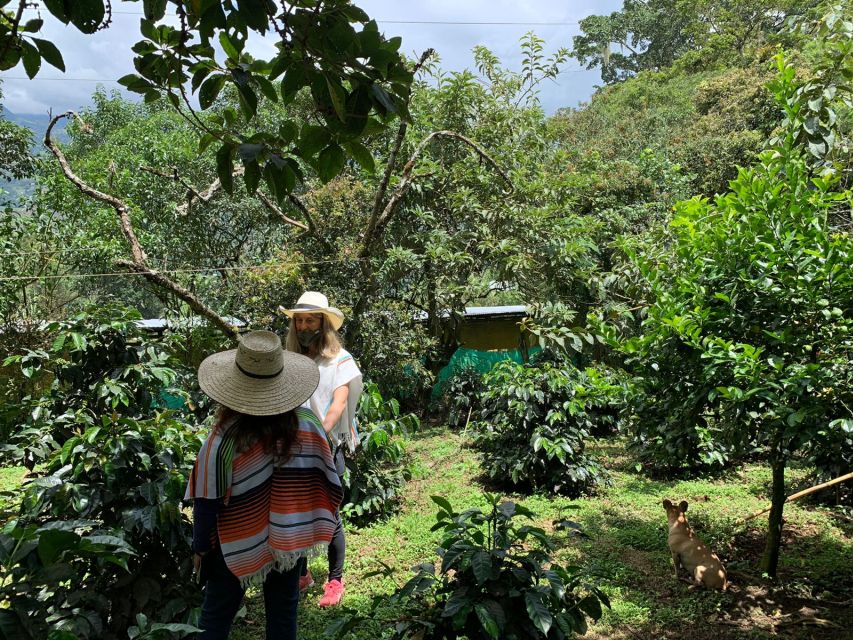 Bogotá: Guided 5-Hour Coffee Farm Tour - Important Reminders and Notifications