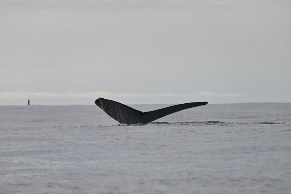 Buenaventura: Whale Watching Trip With Overnight Stay - Common questions