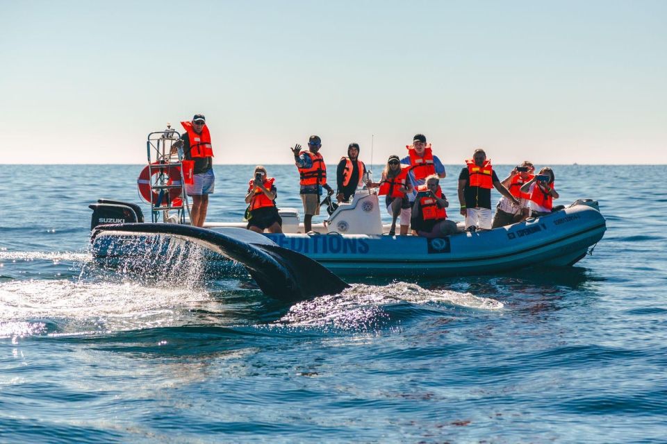 Cabo San Lucas: Up Close Whale Watching Small Group Tour - Experience Details