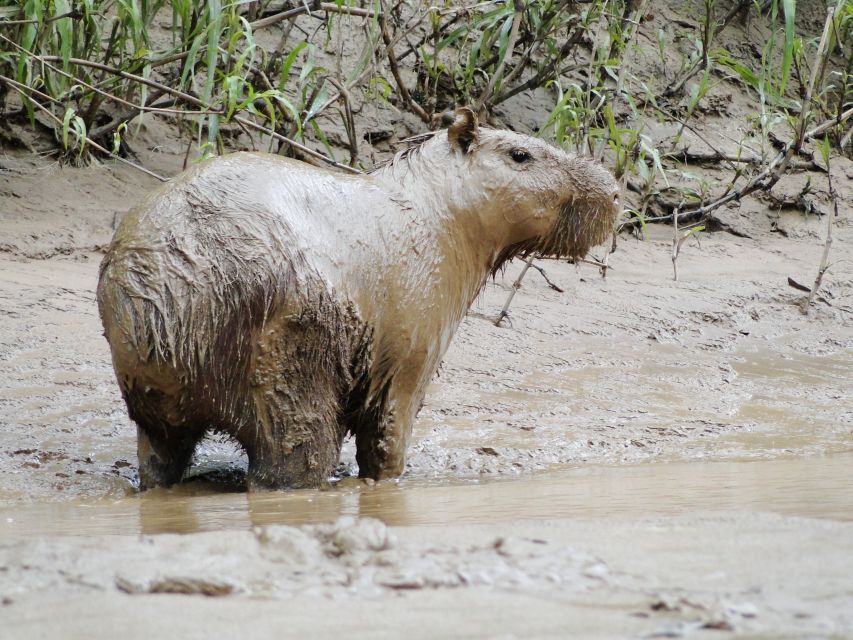 Caimans and Capibara Search on the Tambopata River - Common questions