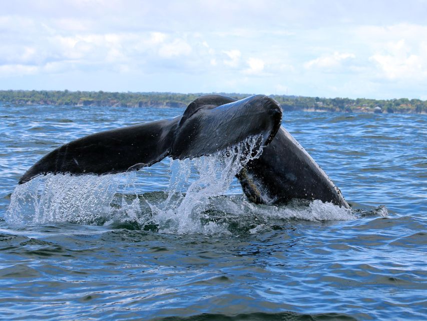Cali: Whale Watching in the Colombian Pacific Coast - Last Words
