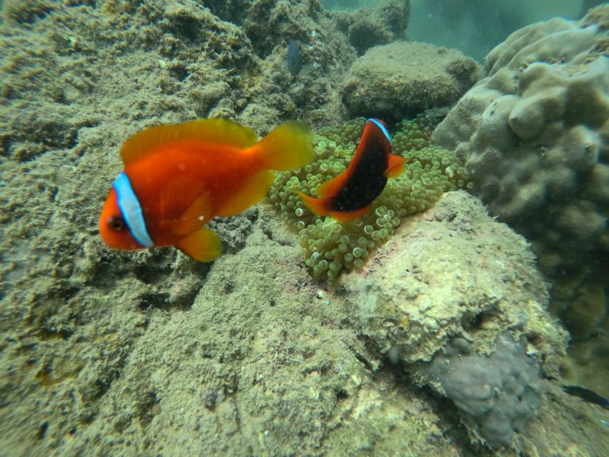 Cham Island: Underwater Walking & Snorkeling Tour - Last Words